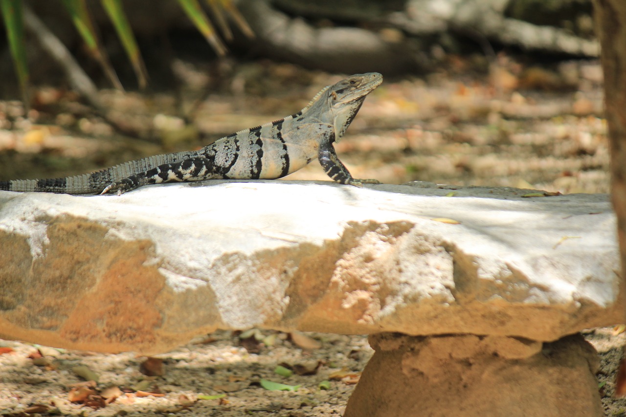 Iguana, Tulum, Quintana Roo, Poilsio, Gyvūnas, Meksika, Egzotiškas, Gyvūnai, Gamta, Fauna