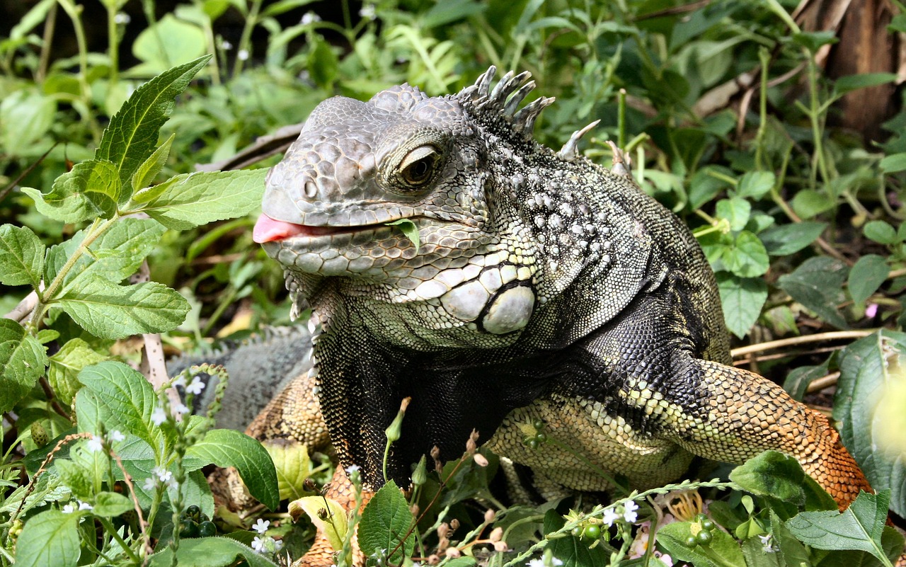 Iguana, Driežas, Gyvūnas, Zoologijos Sodas, Ropliai, Svarstyklės, Nemokamos Nuotraukos,  Nemokama Licenzija