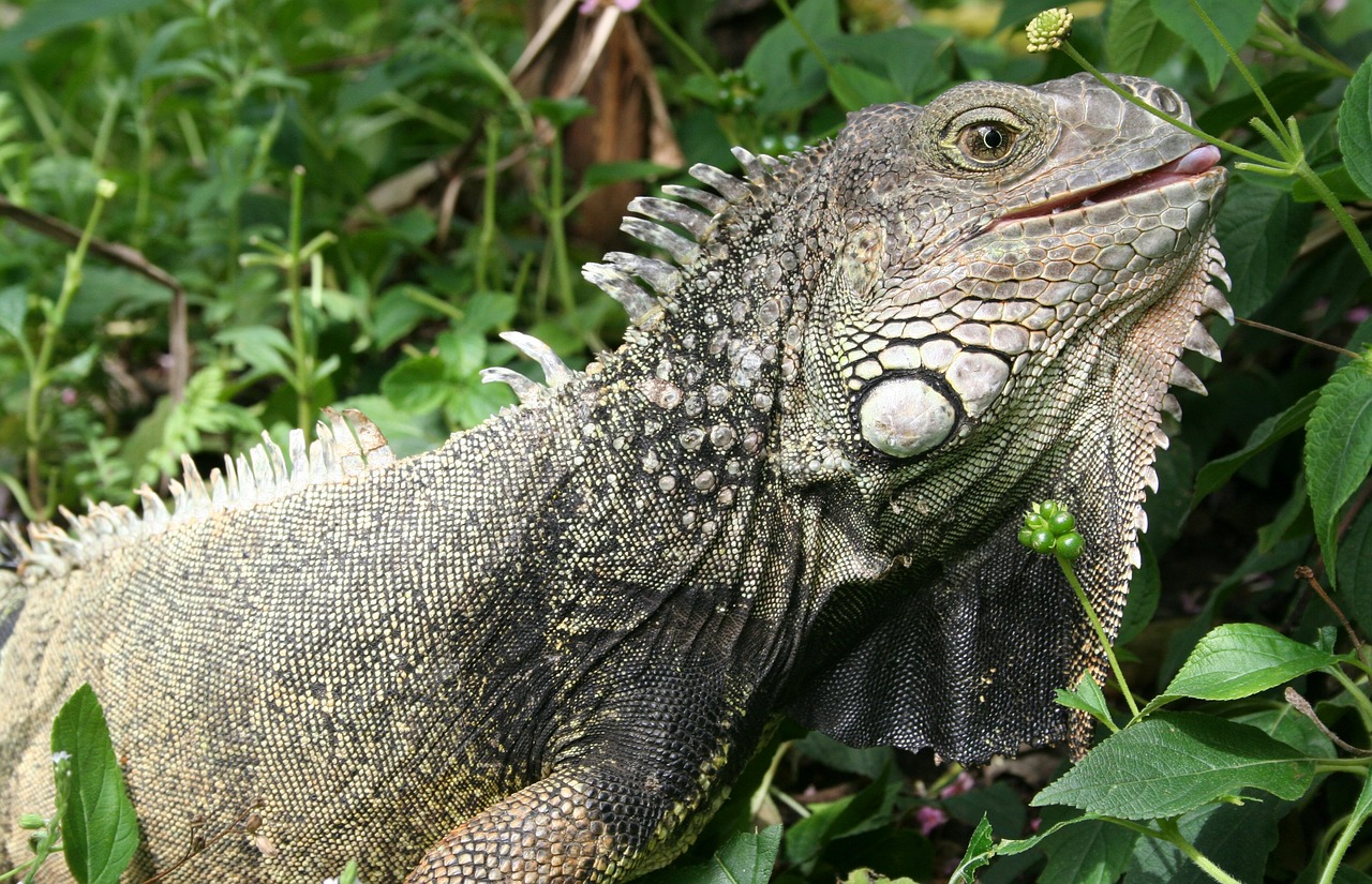 Iguana, Driežas, Gyvūnas, Zoologijos Sodas, Ropliai, Svarstyklės, Nemokamos Nuotraukos,  Nemokama Licenzija