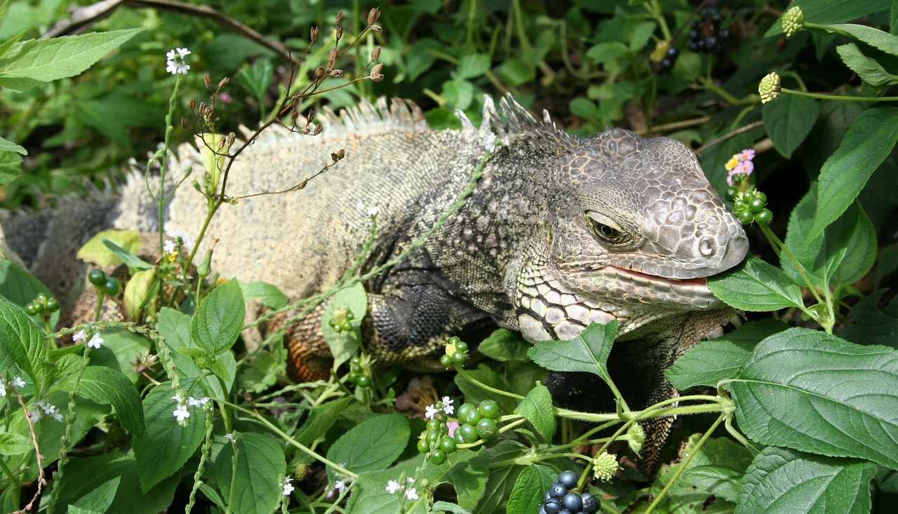 Iguana, Driežas, Gyvūnas, Zoologijos Sodas, Ropliai, Svarstyklės, Nemokamos Nuotraukos,  Nemokama Licenzija