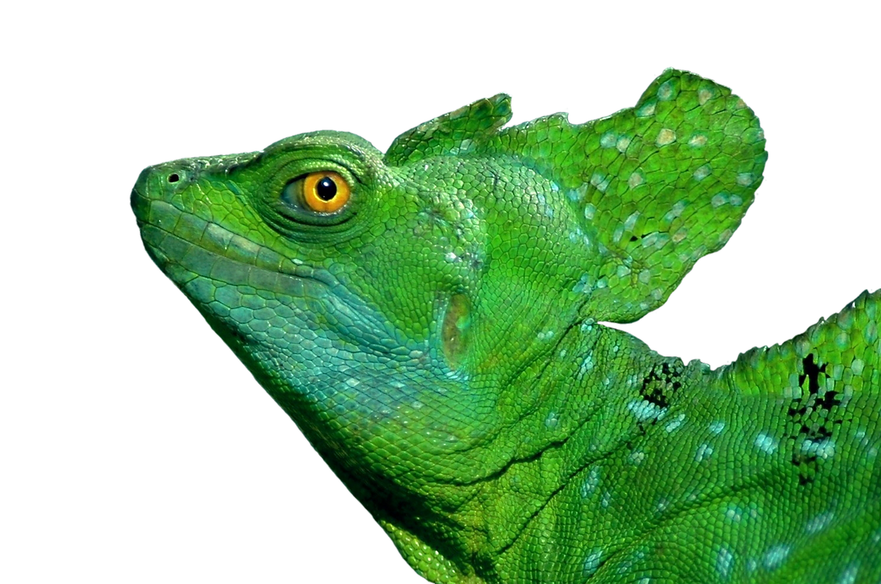 Iguana, Driežas, Ropliai, Egzotiškas, Skalė, Žalias, Žvynuotas, Terariumas, Zoologijos Sodas, Gyvūnas