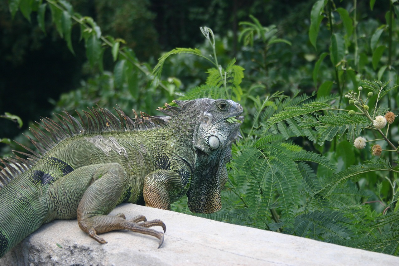 Iguana, Driežas, Vieques, Karibai, Ropliai, Gamta, Žalias, Atogrąžų, Nemokamos Nuotraukos,  Nemokama Licenzija