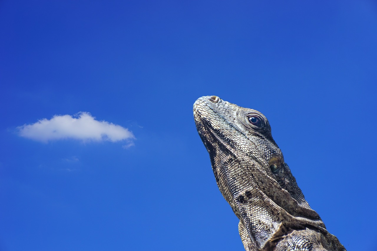 Iguana, Driežas, Skalė, Ropliai, Gyvūnas, Gyvūnų Pasaulis, Zoologijos Sodas, Dangus, Debesys, Mėlynas