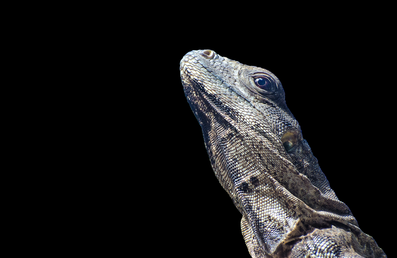 Iguana, Driežas, Skalė, Ropliai, Gyvūnas, Gyvūnų Pasaulis, Zoologijos Sodas, Nemokamos Nuotraukos,  Nemokama Licenzija