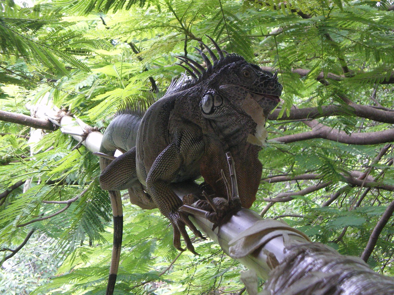 Iguana, Meksika, Puerto Vallarta, Ropliai, Fauna, Egzotiškas, Kelionė, Gamta, Gyvūnas, Naminis Gyvūnėlis