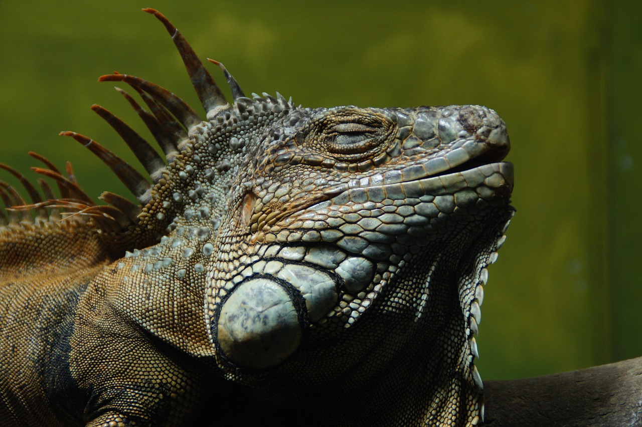 Iguana, Driežas, Ropliai, Drakonas, Zoologijos Sodas, Egzotiškas, Prabanga, Galva, Portretas, Profilis