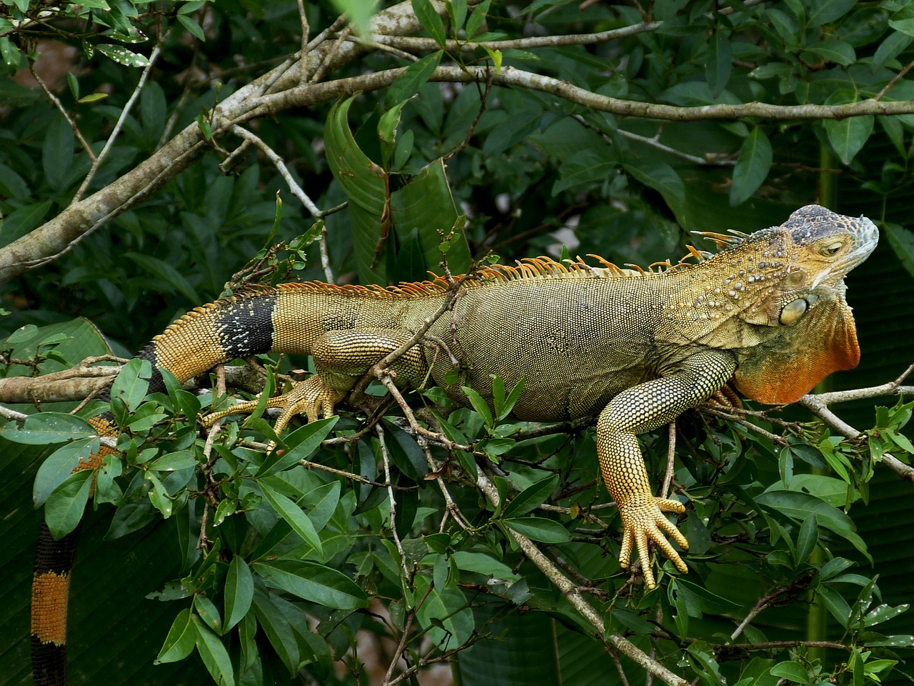 Iguana, Kabliukas, Drakonas, Ropliai, Gyvūnas, Padaras, Skalė, Kosta Rika, Centrinė Amerika, Tropikai