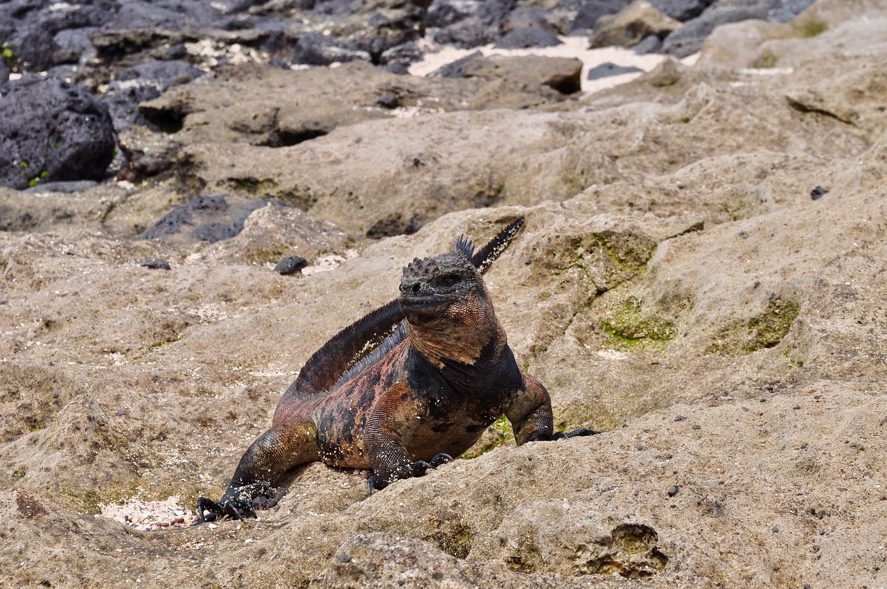 Iguana, Laukinė Gamta, Driežas, Ropliai, Egzotiškas, Endeminis, Nemokamos Nuotraukos,  Nemokama Licenzija