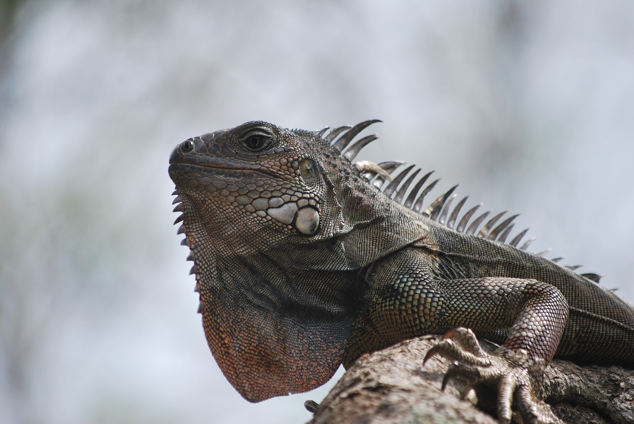 Iguana, Gamta, Gyvūnas, Žalias, Driežas, Fauna, Gyvūnai, Ropliai, Parkas, Ropliai