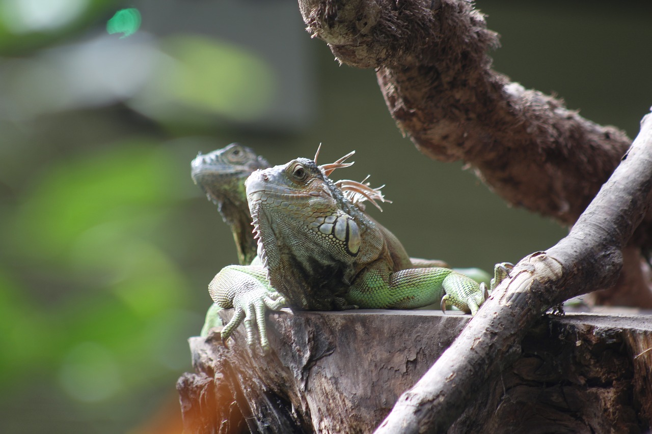 Iguana, Driežas, Zoologijos Sodas, Ropliai, Gyvūnas, Gamta, Laukiniai, Laukinė Gamta, Egzotiškas, Nemokamos Nuotraukos