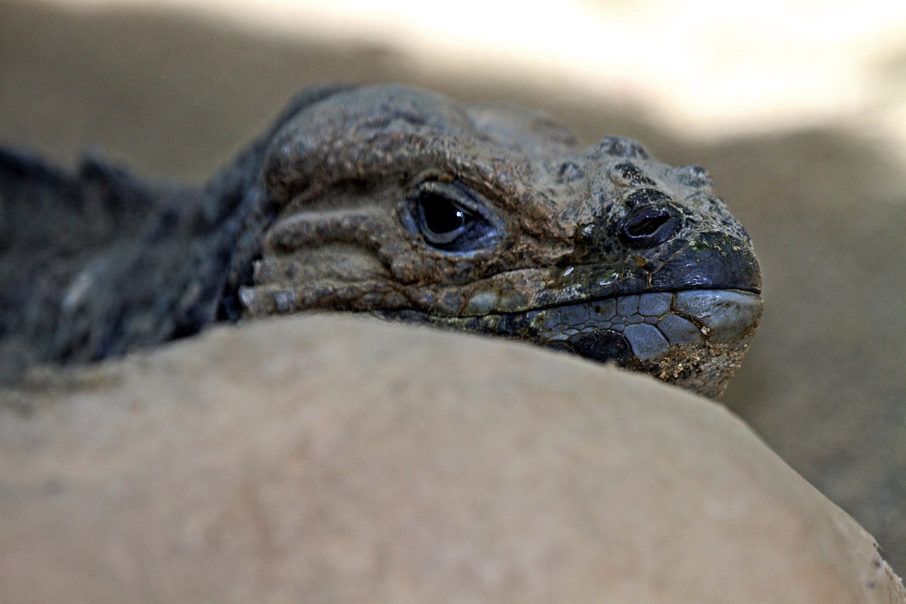 Iguana, Raganų Iguana, Cyclura Cornuta, Haiti, Galva, Vaizdas, Zoologijos Sodas, Gyvūnų Pasaulis, Gyvūnai, Laukinės Gamtos Fotografija