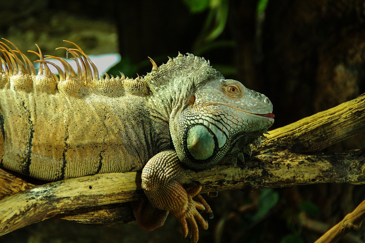 Iguana, Ropliai, Iguanidae, Žalias, Driežas, Kaltblut, Gyvūnas, Skalė, Dewlap Incite, Zoologijos Sodas