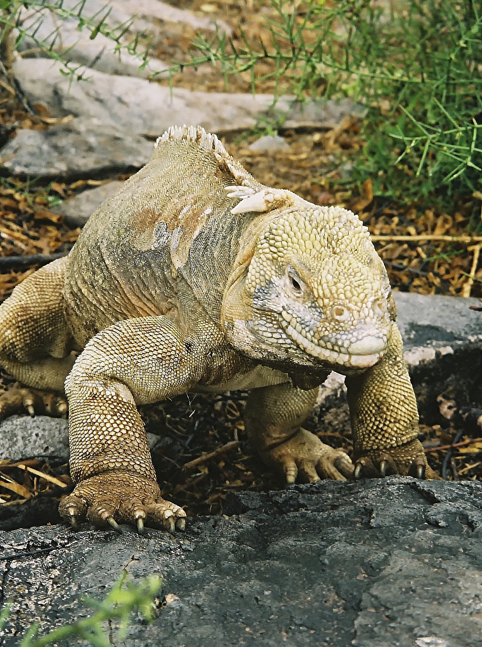 Iguana,  Galapagai,  Driežas,  Gamta,  Gyvūnas,  Laukinė Gamta,  Laukiniai,  Be Honoraro Mokesčio, Nemokamos Nuotraukos,  Nemokama Licenzija