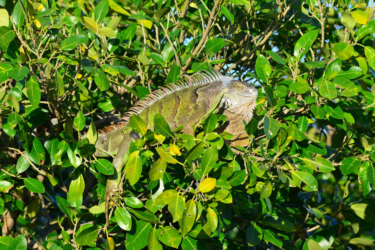 Iguana,  Pobūdį,  Medis,  Lapų,  Floros,  Lauke,  Miami,  Aplinka,  Florida, Nemokamos Nuotraukos