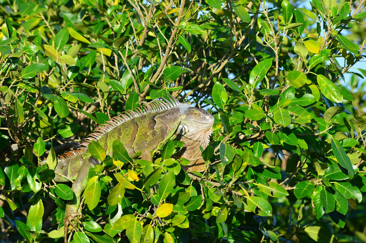 Iguana,  Pobūdį,  Lapų,  Medis,  Floros,  Lauke,  Miami,  Aplinka,  Florida, Nemokamos Nuotraukos