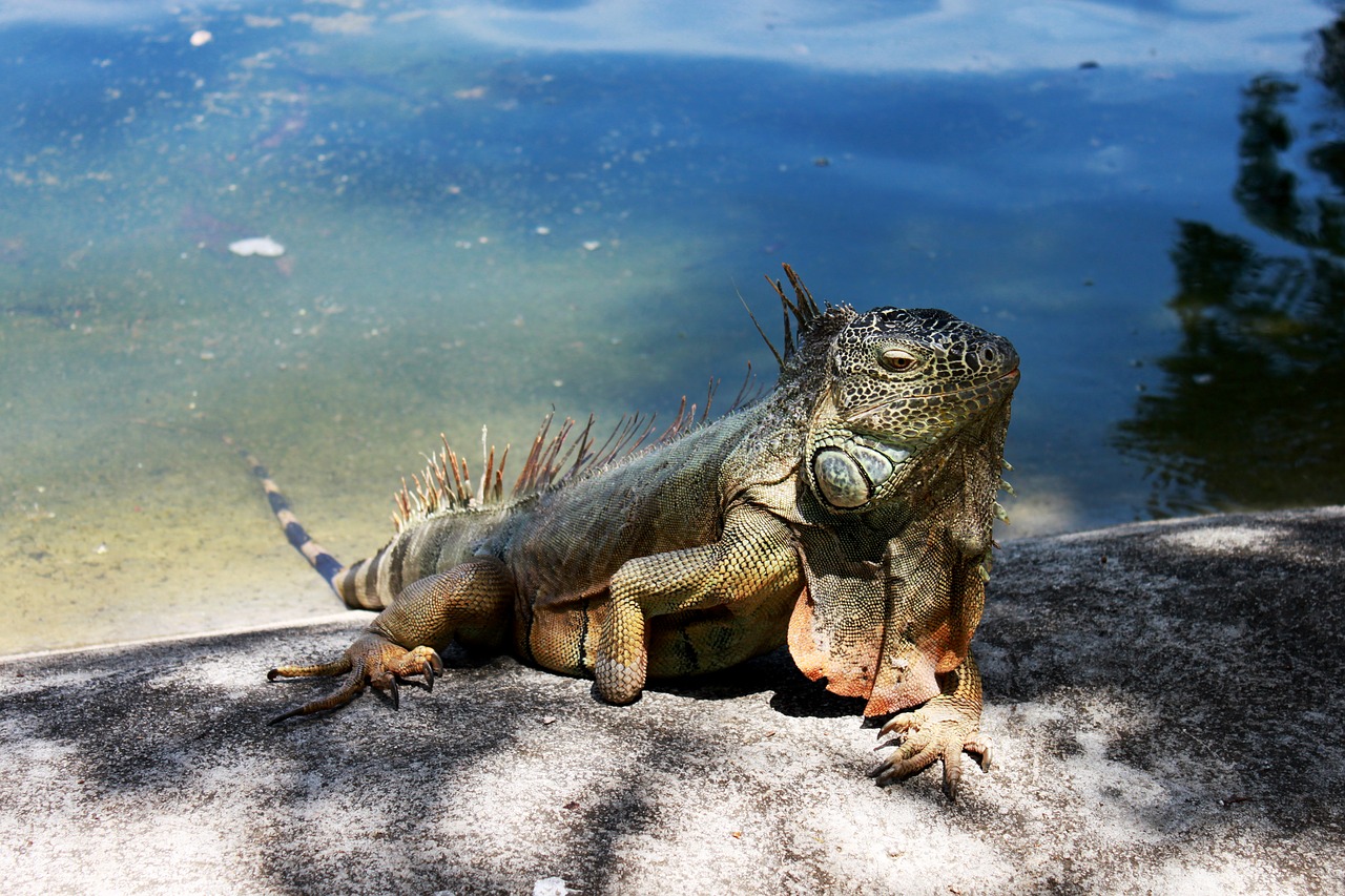 Iguana,  Roplys, Nemokamos Nuotraukos,  Nemokama Licenzija