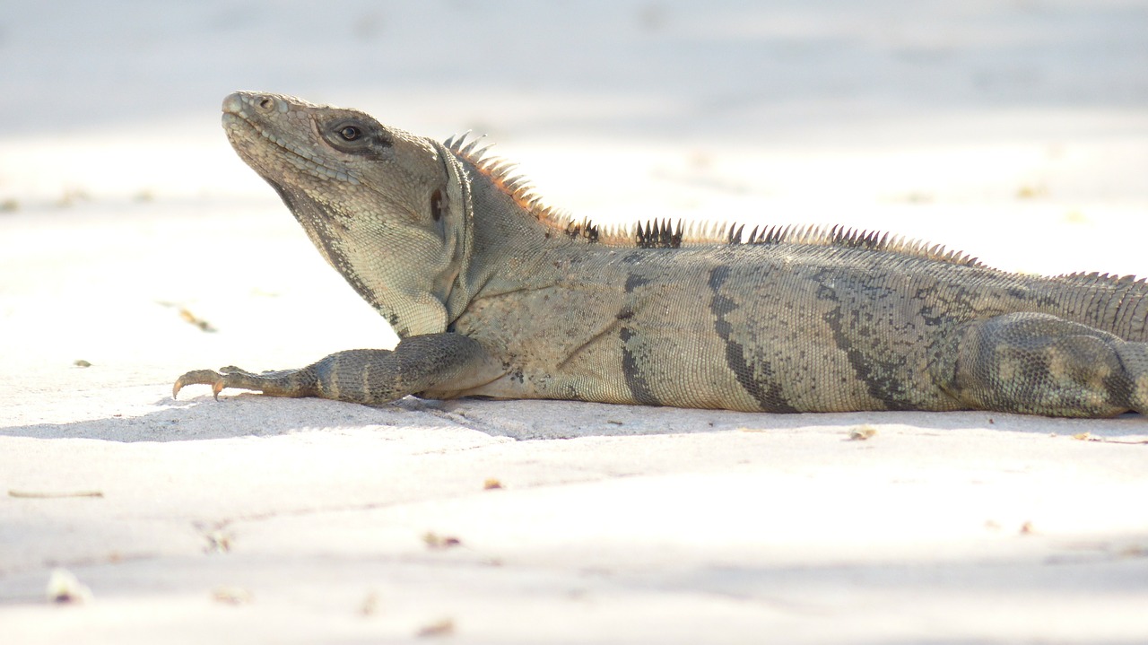 Iguana, Karštas, Driežas, Laukinė Gamta, Drakonas, Šaltakraujiškai, Nemokamos Nuotraukos,  Nemokama Licenzija