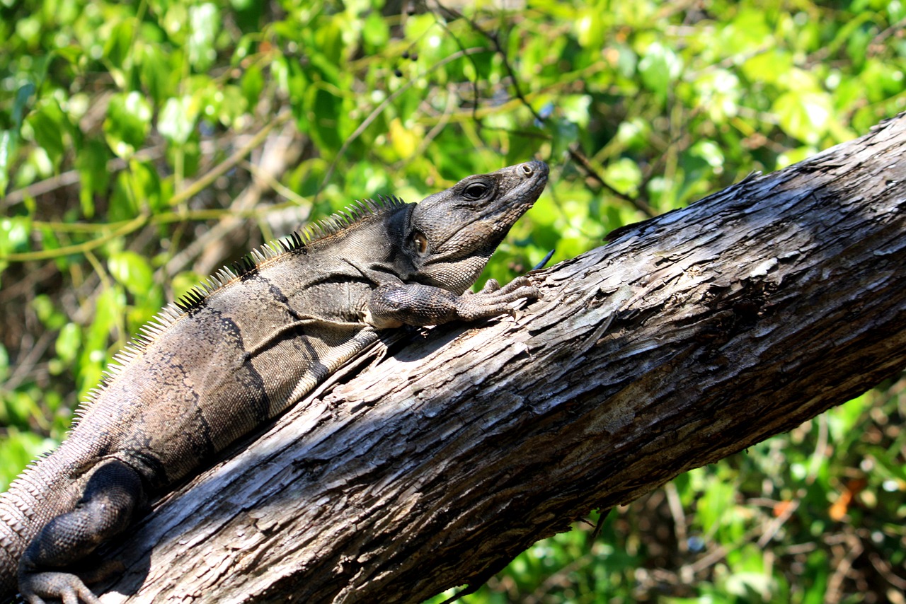 Iguana,  Holbox Sala,  Quintana Roo,  Meksika,  Bagažinė, Nemokamos Nuotraukos,  Nemokama Licenzija