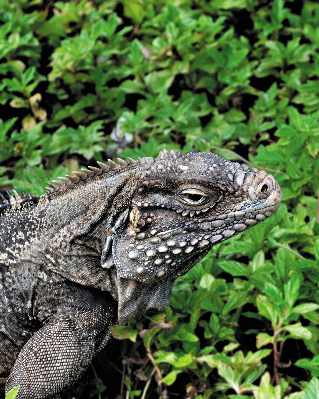 Iguana,  Driežas,  Drakonas,  Roplys,  Padaras,  Gyvūnas, Nemokamos Nuotraukos,  Nemokama Licenzija