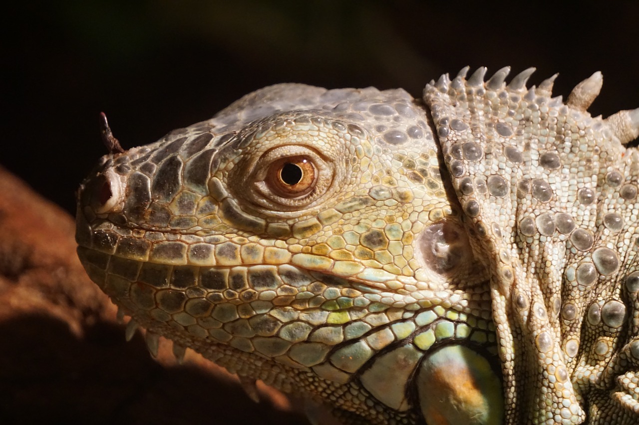 Iguana,  Pobūdį,  Driežas,  Zoo,  Terariumas,  Žvynuota,  Roplys, Nemokamos Nuotraukos,  Nemokama Licenzija