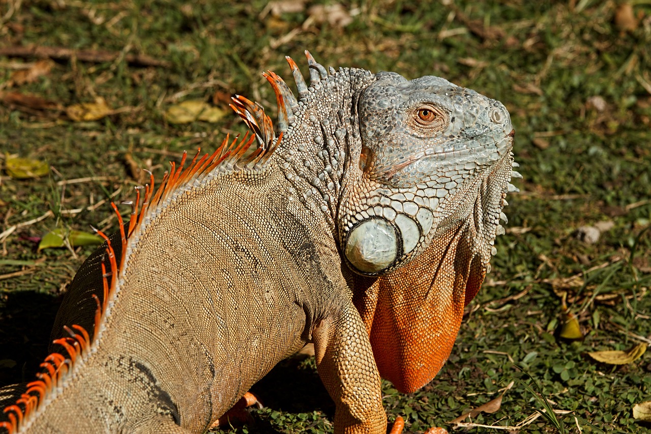 Iguana, Ropliai, Driežas, Drakonas, Gyvūnas, Šaltas Kraujas Gyvūnas, Nemokamos Nuotraukos,  Nemokama Licenzija