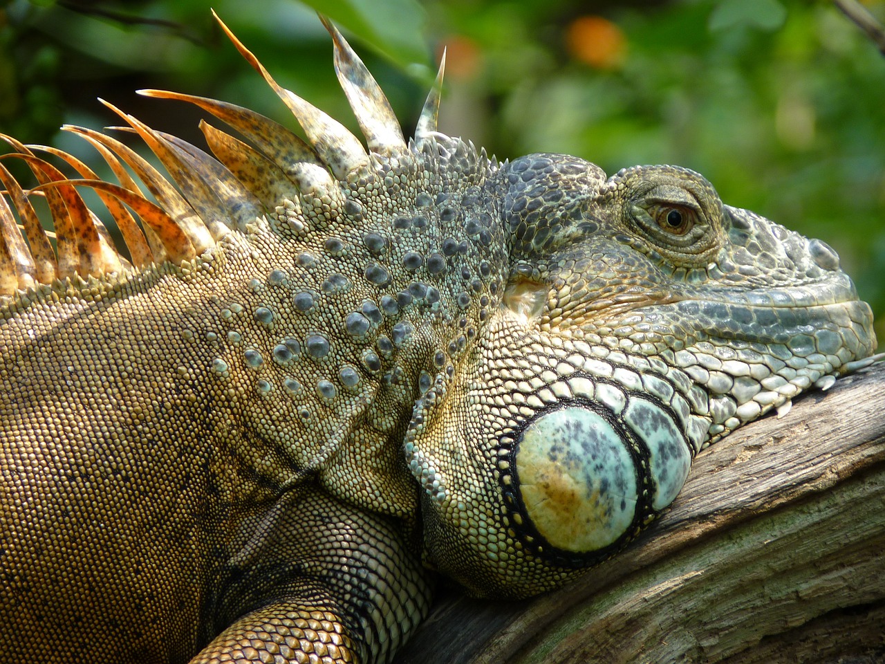 Iguana, Driežas, Uždaryti, Ropliai, Zoologijos Sodas, Tiergarten, Nemokamos Nuotraukos,  Nemokama Licenzija