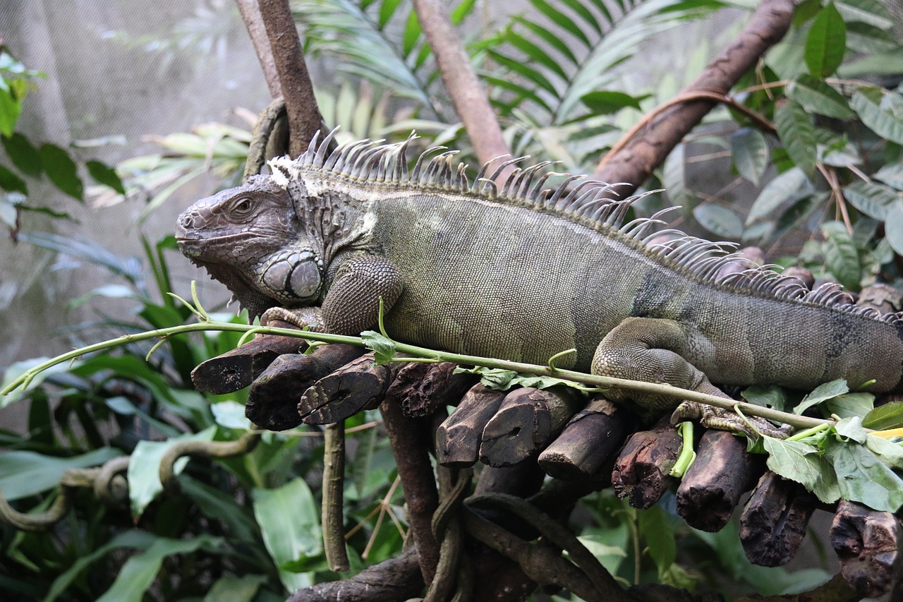 Iguana, Driežas, Ropliai, Žalias, Laukinė Gamta, Gamta, Laukiniai, Reptilian, Padaras, Zoologijos Sodas