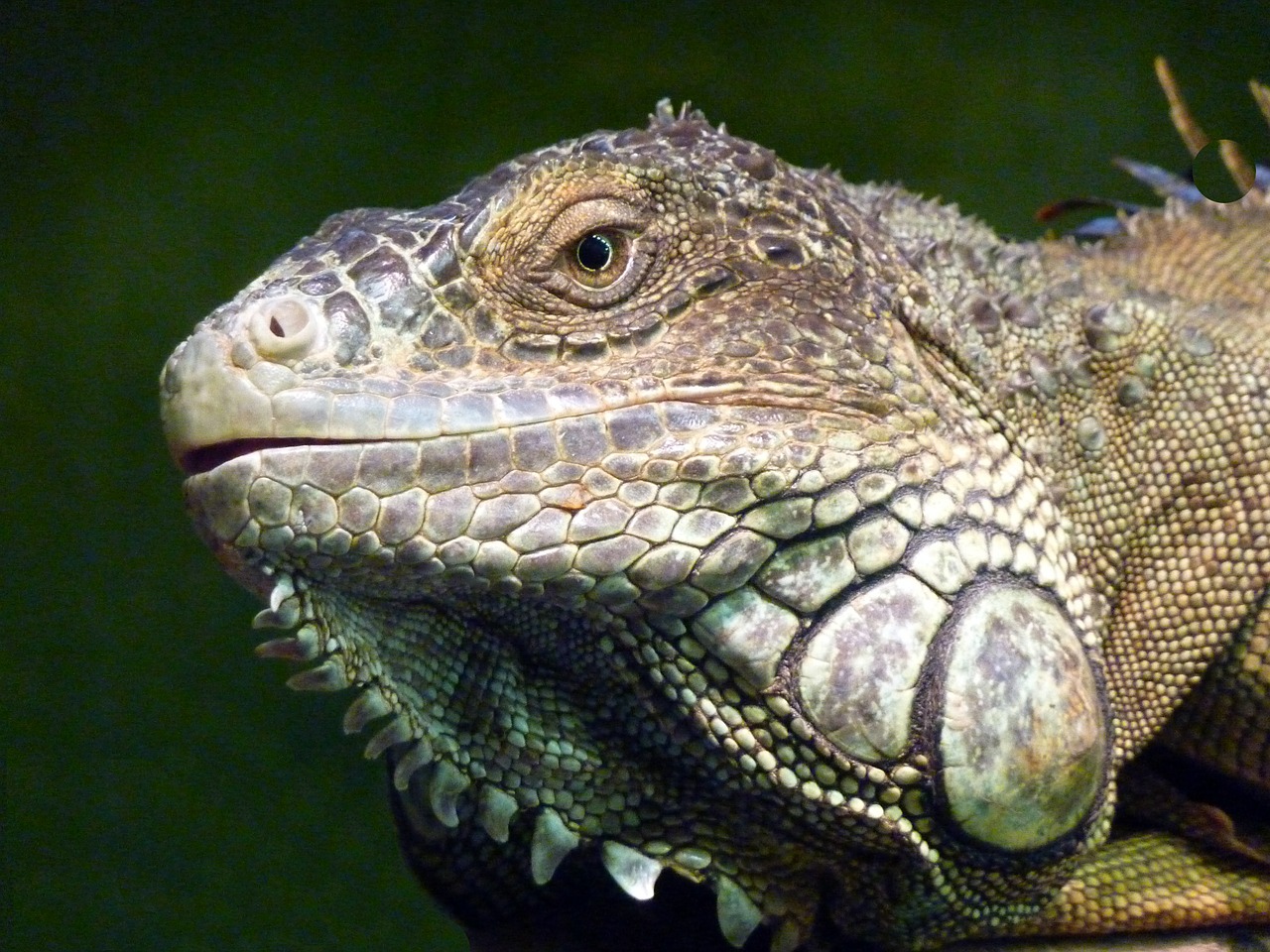 Iguana, Ropliai, Driežas, Profilis, Veidas, Gyvūnas, Mielas, Naminis Gyvūnėlis, Makro, Uždaryti