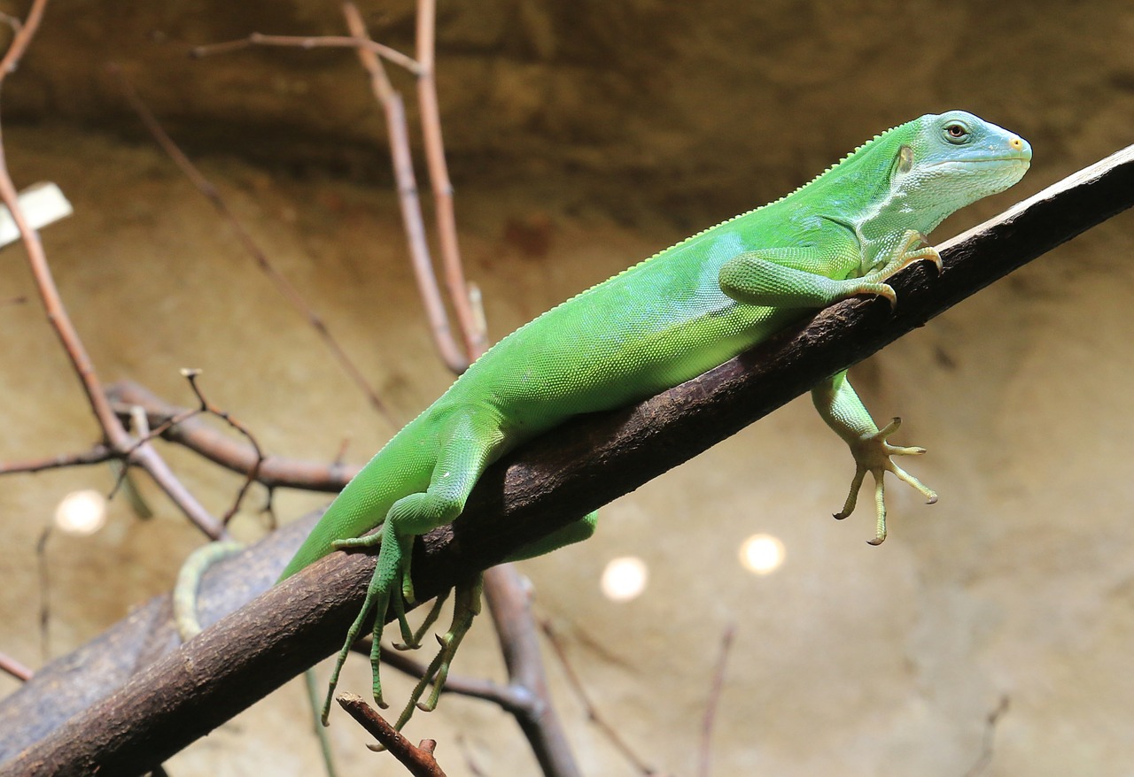 Iguana, Driežas, Ropliai, Žalias, Gyvūnas, Nemokamos Nuotraukos,  Nemokama Licenzija