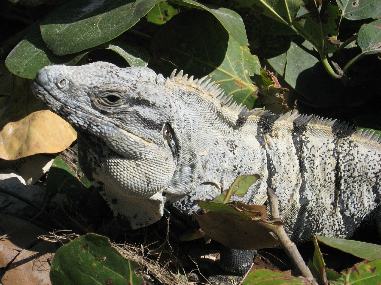 Iguana, Ropliai, Laukinė Gamta, Meksika, Tulum, Laukiniai, Atogrąžų, Žolėdis, Svarstyklės, Nuskaitymo