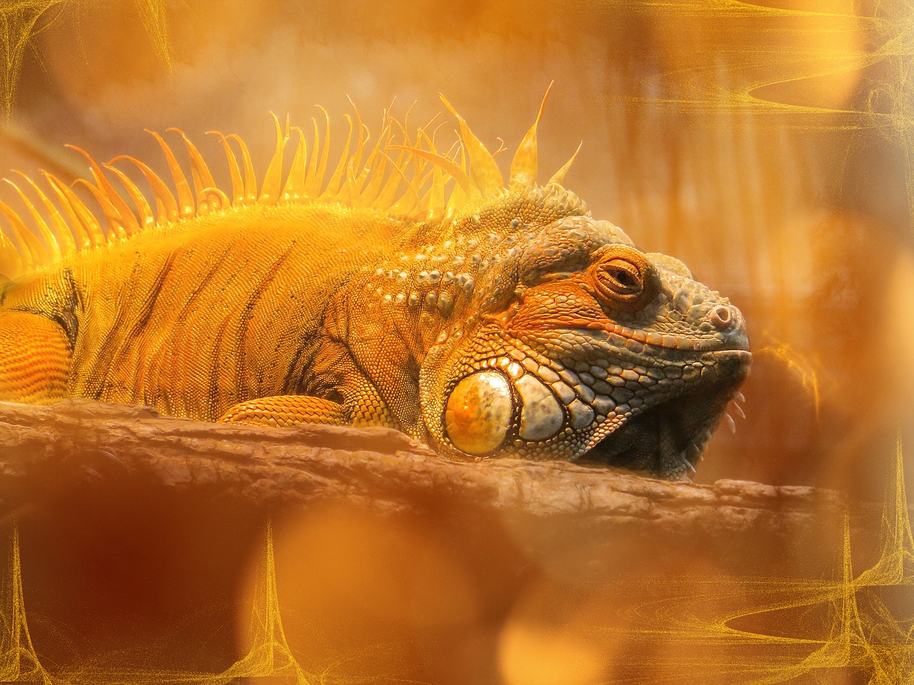 Iguana, Drakonas, Oranžinė, Portretas, Bokeh, Lichtspiel, Ropliai, Nemokamos Nuotraukos,  Nemokama Licenzija