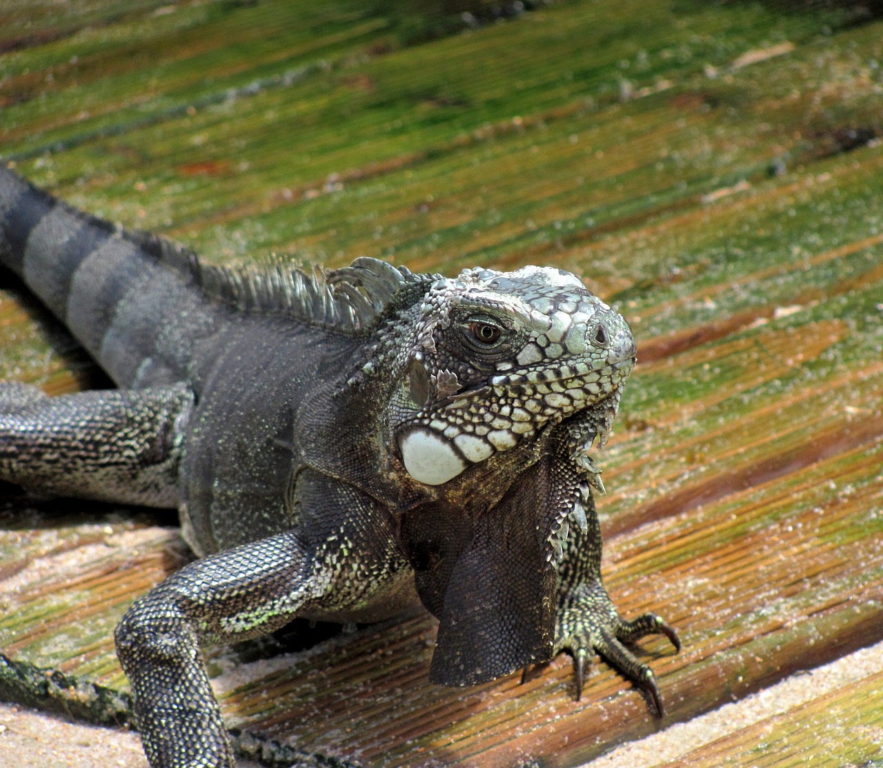 Iguana, Driežas, Gyvūnas, Ropliai, Gamta, Gyvūnų Pasaulis, Drakonas, Zoologija, Padaras, Nemokamos Nuotraukos