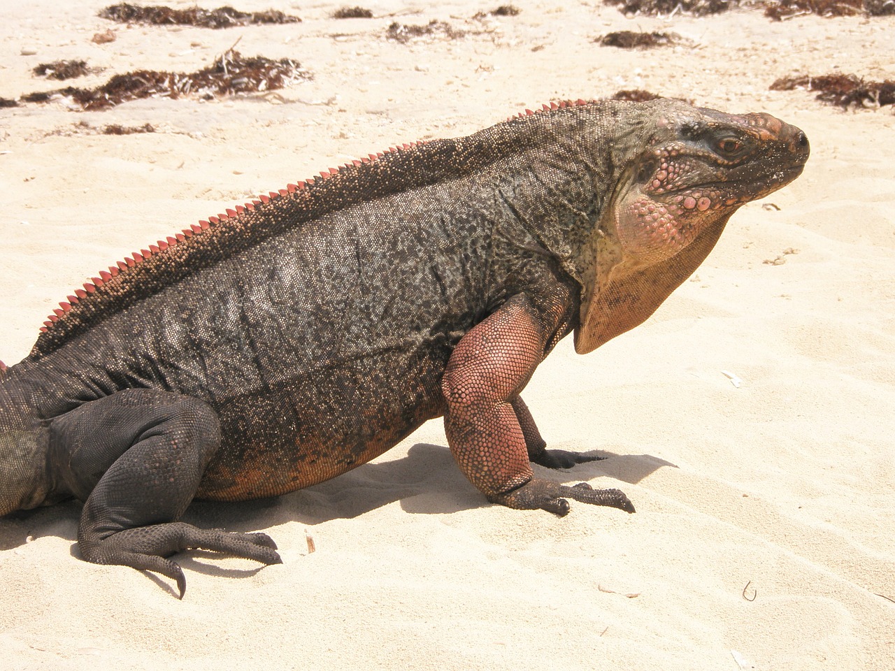 Iguana,  Juoda,  Smailas,  Tailed,  Ropliai,  Papludimys,  Driežas,  Laukiniai,  Laukinė Gamta,  Atogrąžų