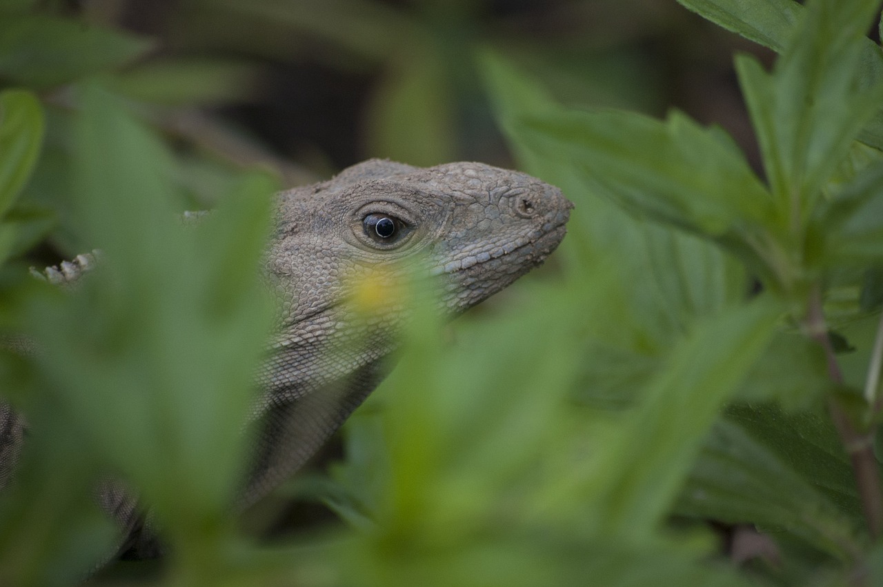 Iguana, Ropliai, Driežas, Plėšrūnas, Parkas, Kosta Rika, Žalias, Atogrąžų, Gyvūnas, Miškas