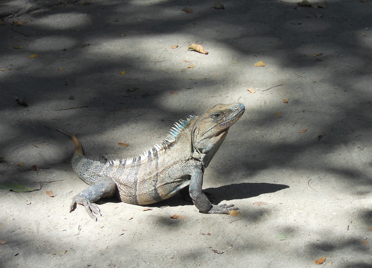 Iguana, Kosta Rika, Drakonas, Centrinė Amerika, Ropliai, Nemokamos Nuotraukos,  Nemokama Licenzija