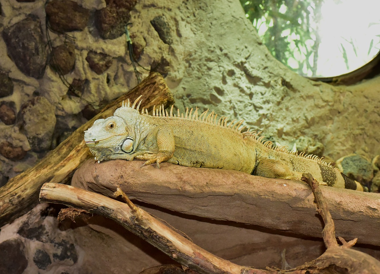 Iguana, Drakonas, Ropliai, Gyvūnas, Padaras, Skalė, Nemokamos Nuotraukos,  Nemokama Licenzija