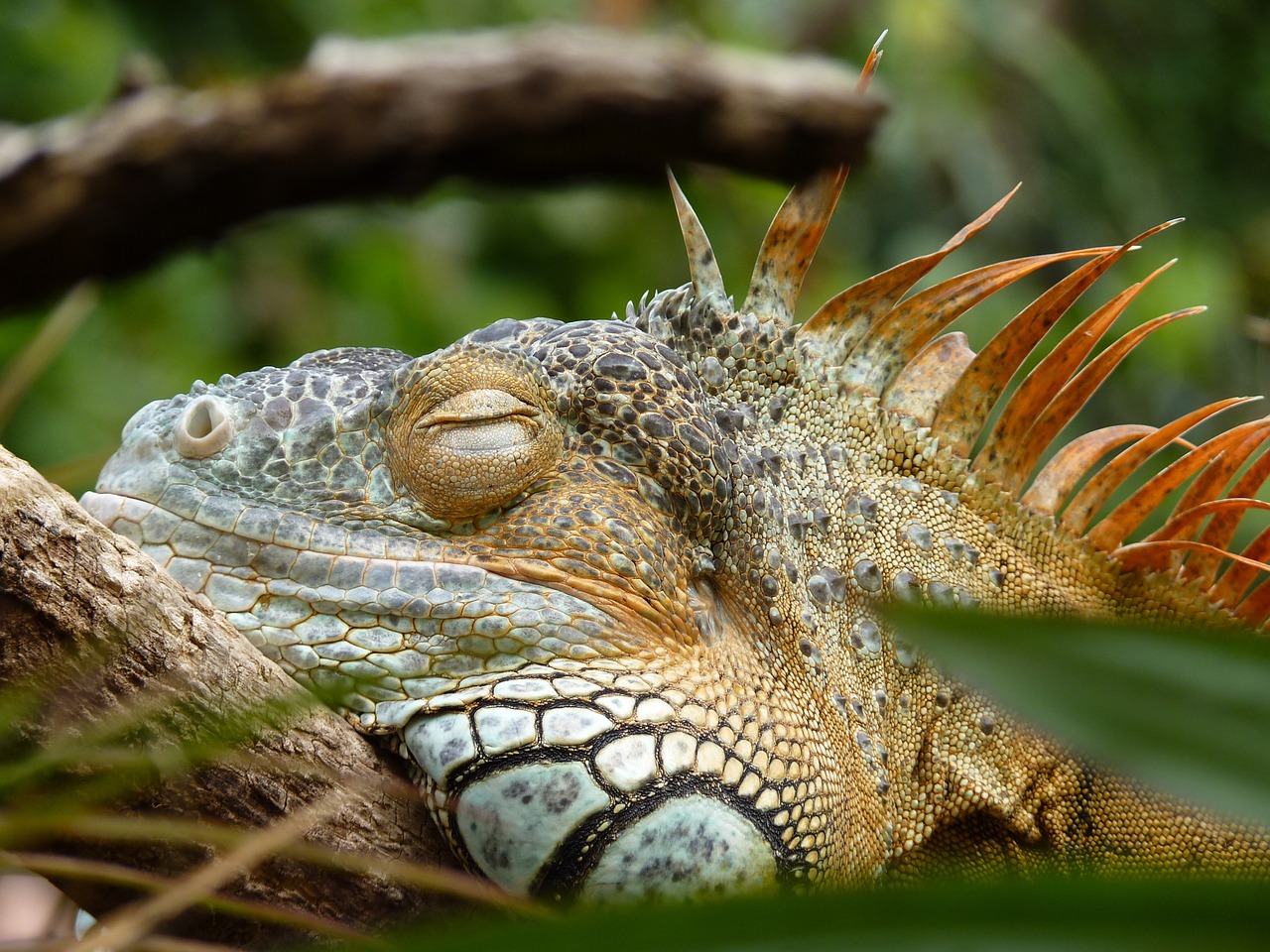 Iguana, Tingus, Ropliai, Zoologijos Sodas, Poilsis, Lengvai, Driežas, Nemokamos Nuotraukos,  Nemokama Licenzija