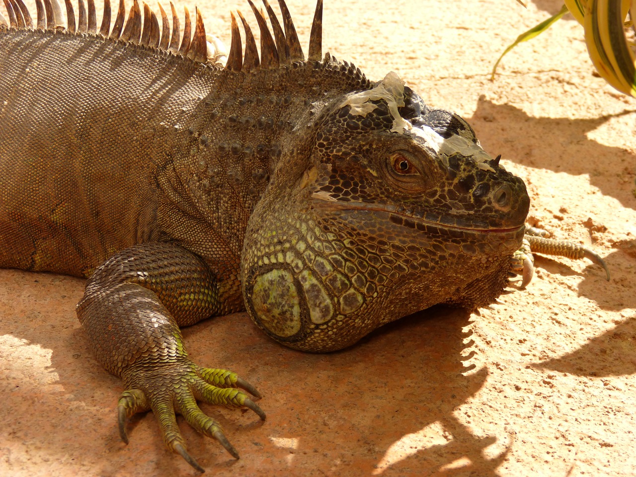 Iguana, Ropliai, Driežas, Nemokamos Nuotraukos,  Nemokama Licenzija