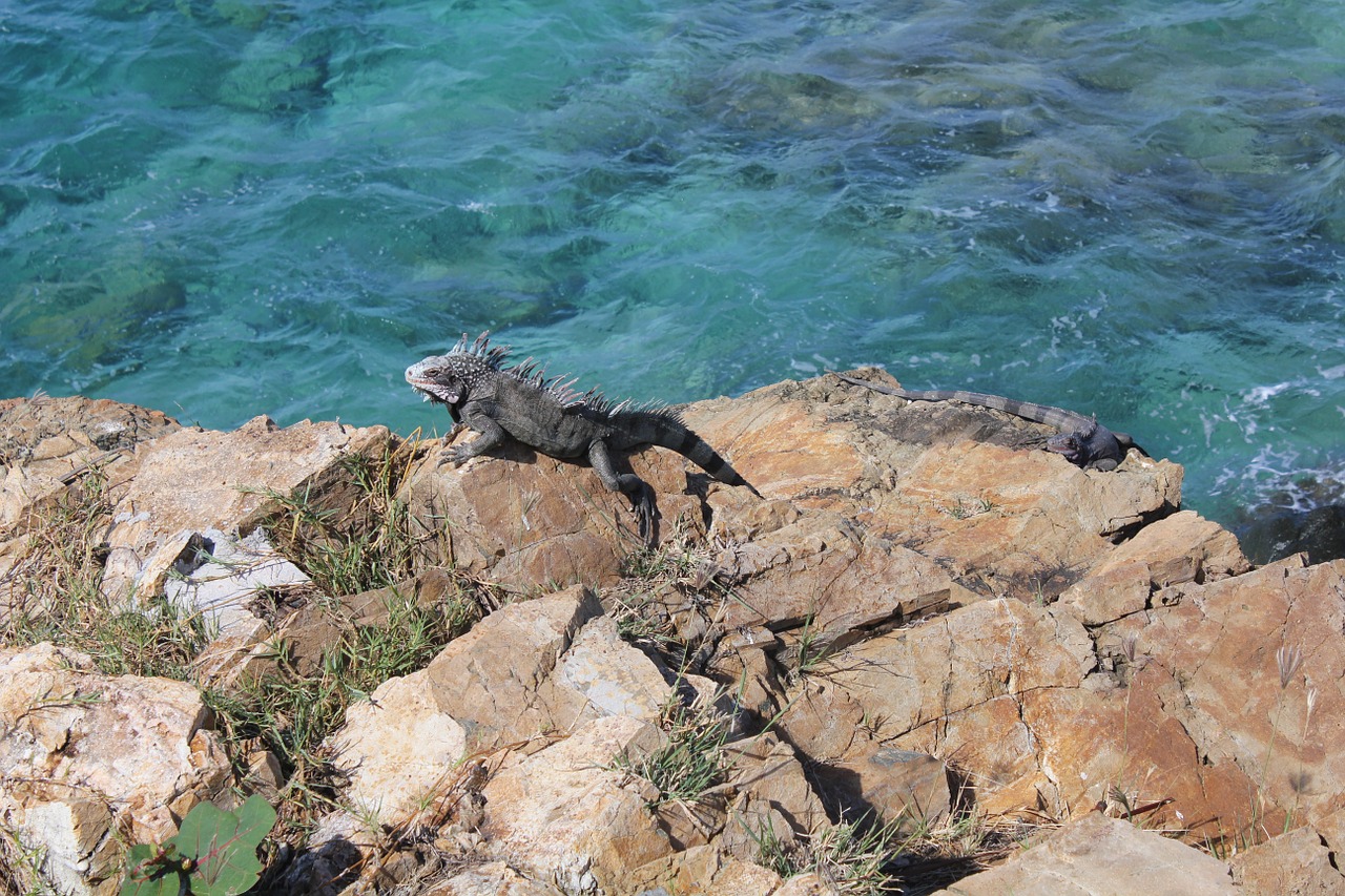 Iguana, Driežas, Ropliai, Gamta, Jūra, Vanduo, Laukiniai, Laukinė Gamta, Nemokamos Nuotraukos,  Nemokama Licenzija