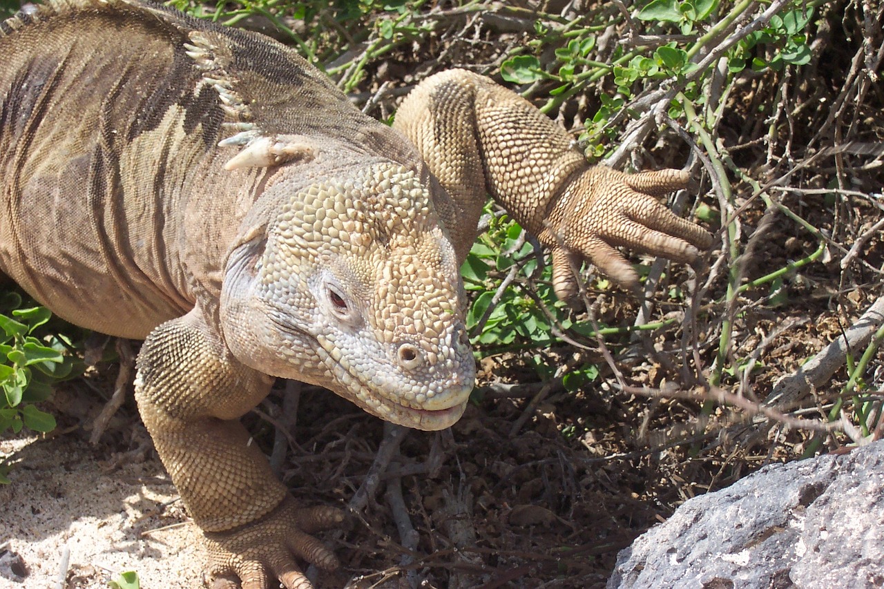 Iguana, Galapagai, Egzotiškas, Gamta, Gyvūnai, Nemokamos Nuotraukos,  Nemokama Licenzija