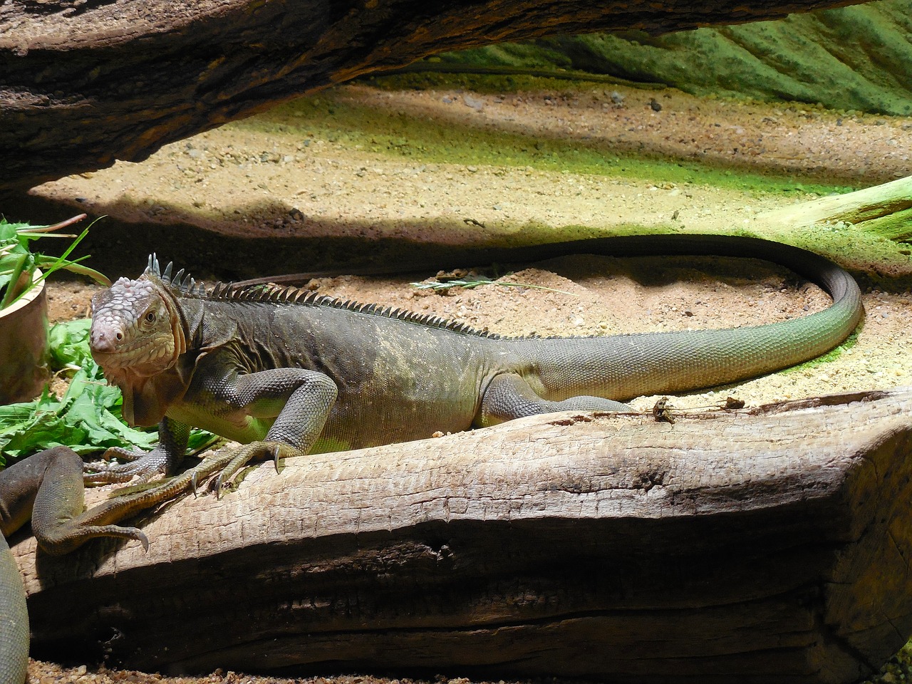 Iguana Melsva,  Gyvūnas,  Zoo,  Driežas, Nemokamos Nuotraukos,  Nemokama Licenzija