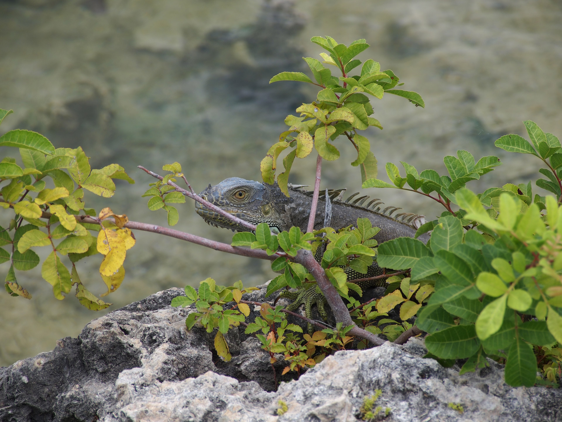 Iguana,  Driežas,  Ropliai,  Ežero Iguana, Nemokamos Nuotraukos,  Nemokama Licenzija