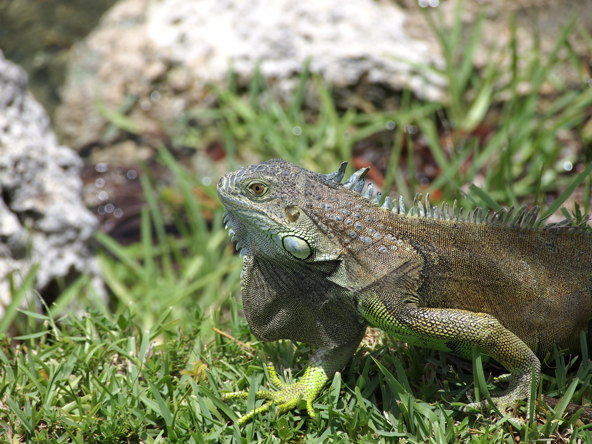 Iguana,  Driežas,  Ropliai,  Ežero Iguana, Nemokamos Nuotraukos,  Nemokama Licenzija