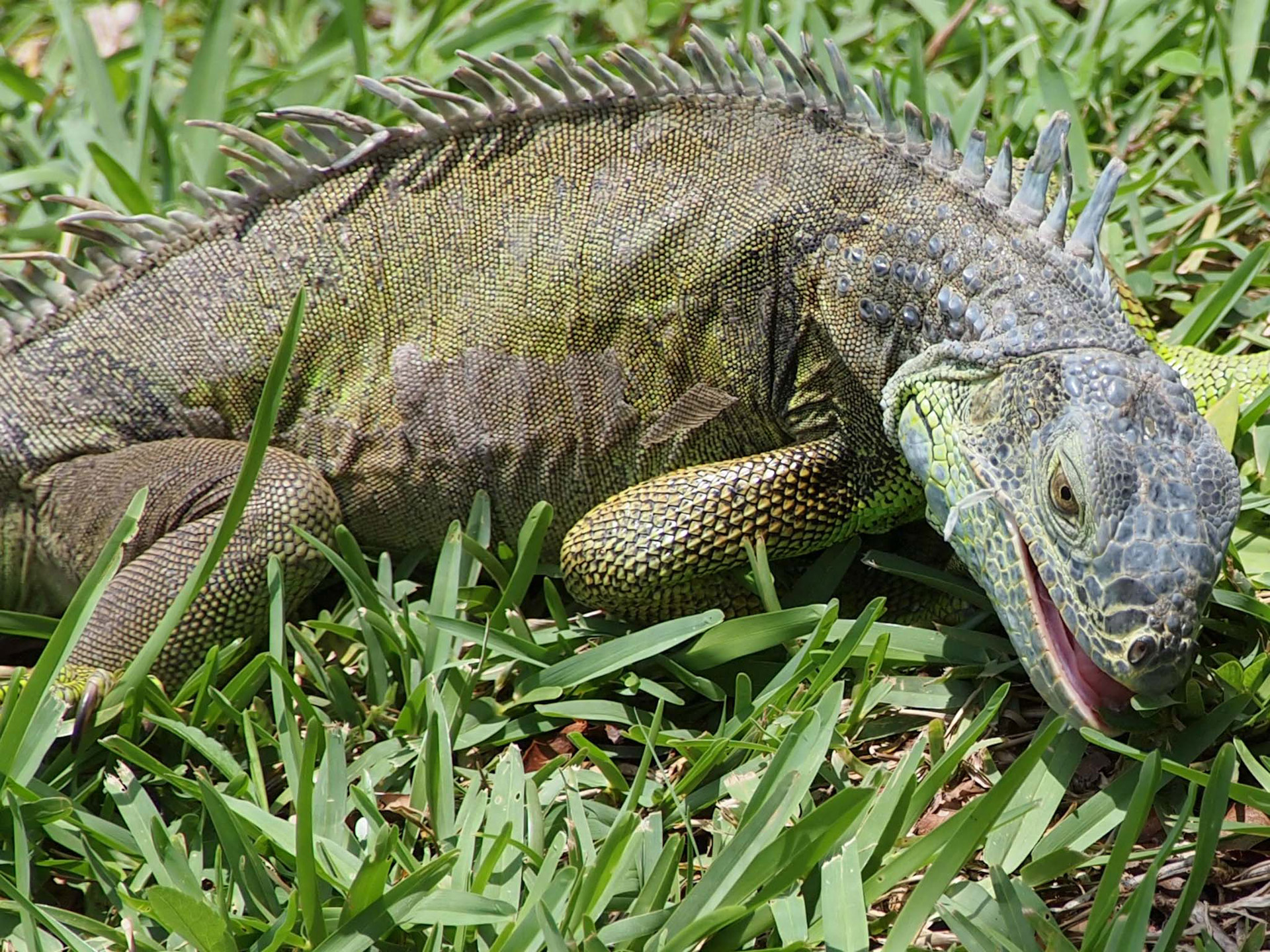 Iguana,  Driežas,  Ropliai,  Maitinimas,  Iguana Valgyti, Nemokamos Nuotraukos,  Nemokama Licenzija