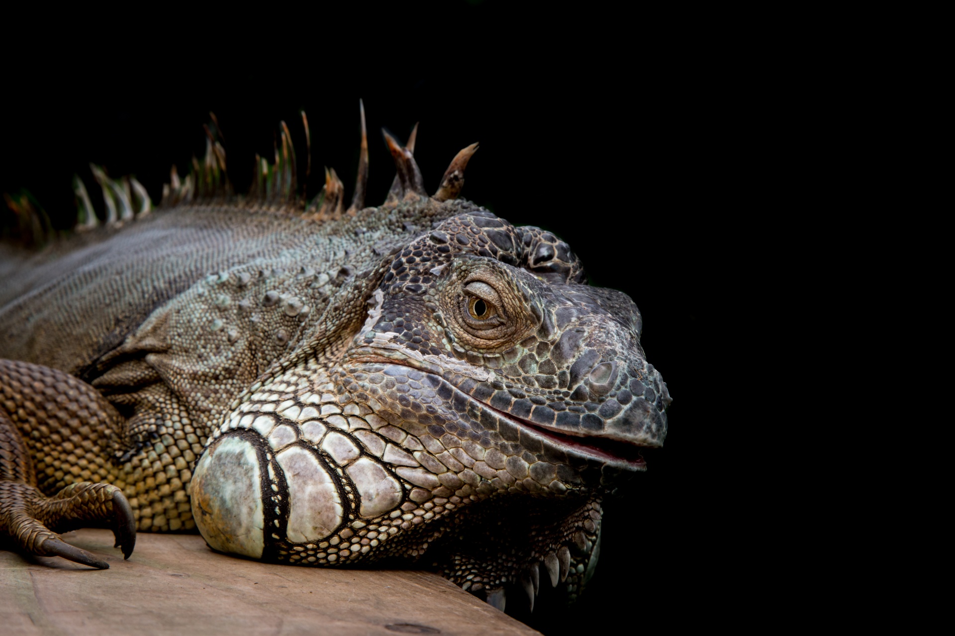 Driežas,  Iguana,  Galva,  Iš Arti,  Kelia,  Papludimys,  Zoologijos Sodas,  Laukiniai,  Egzotiškas,  Svarstyklės