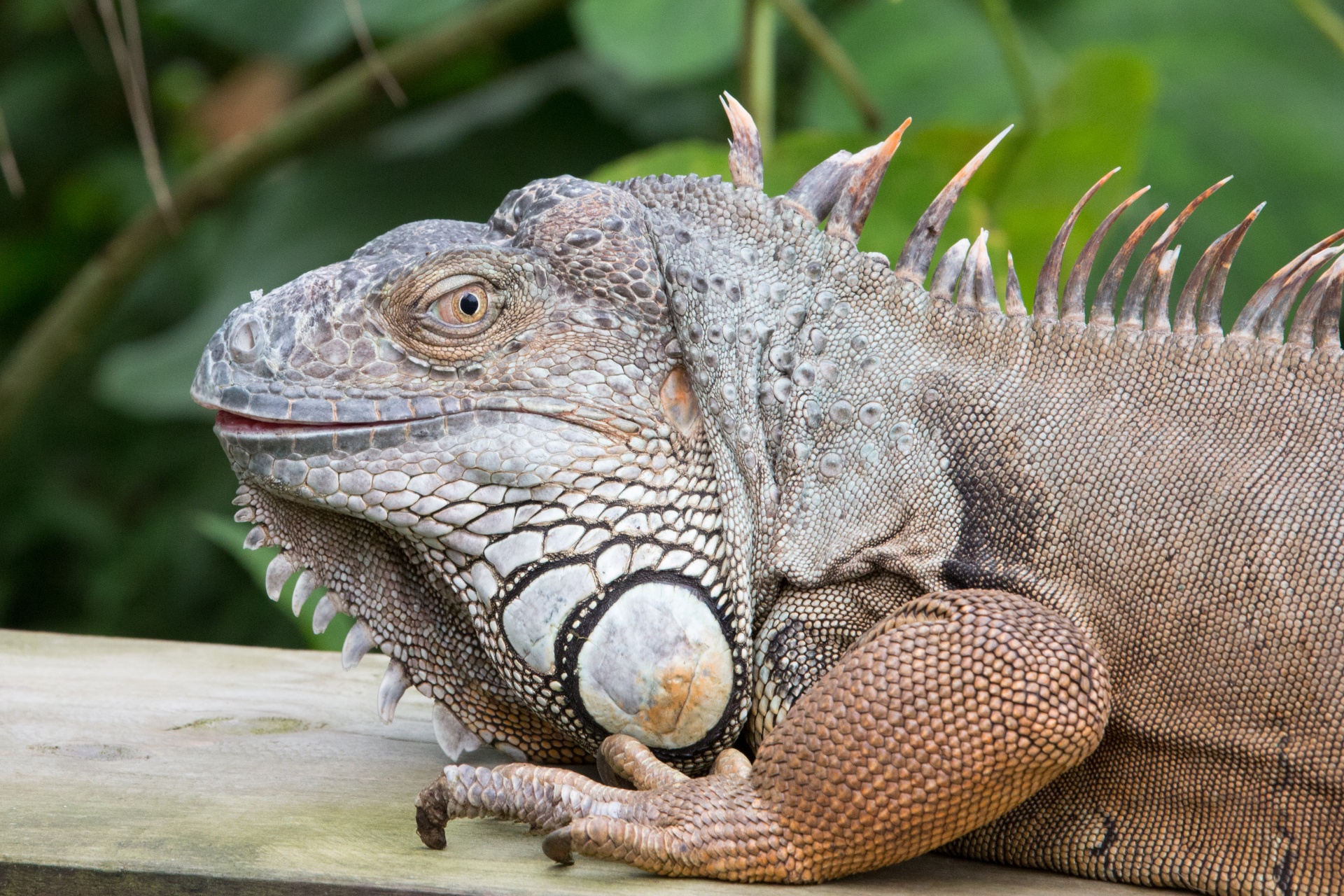 Driežas,  Iguana,  Galva,  Iš Arti,  Kelia,  Papludimys,  Zoologijos Sodas,  Laukiniai,  Egzotiškas,  Svarstyklės