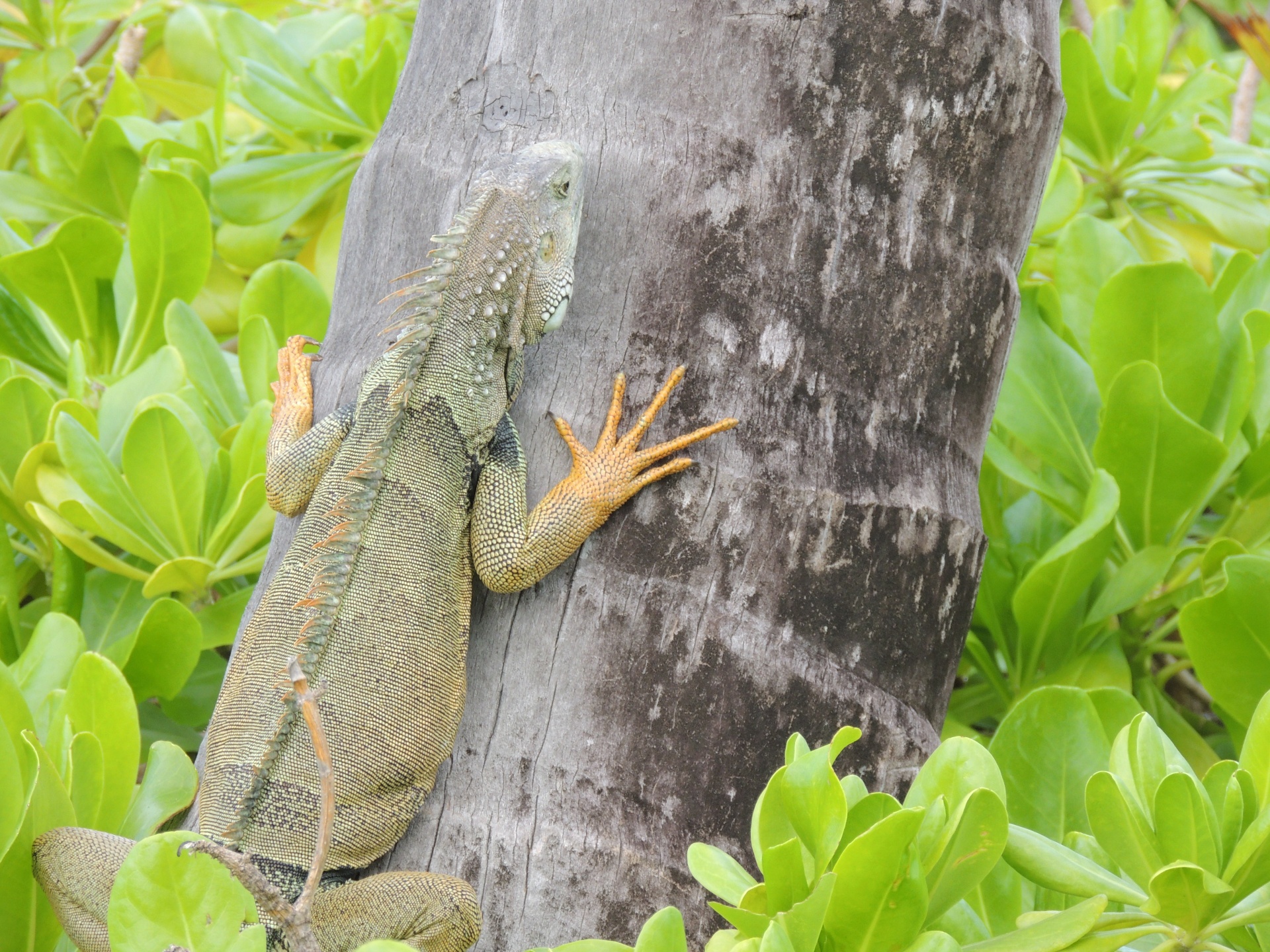 Iguana,  Driežas,  Delnas,  Medis,  Sala,  Lagūnas Ant Palmės, Nemokamos Nuotraukos,  Nemokama Licenzija