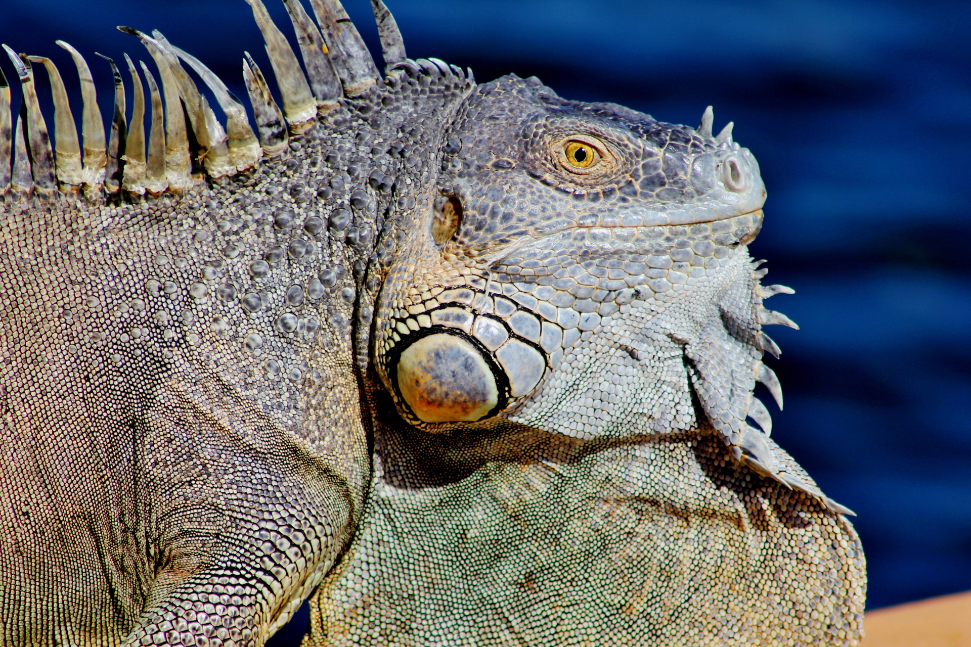 Įdomu,  Iguana,  Prieplauka,  Saunus,  Žalias,  Žvynuotas,  Vanduo,  Iguana, Nemokamos Nuotraukos,  Nemokama Licenzija