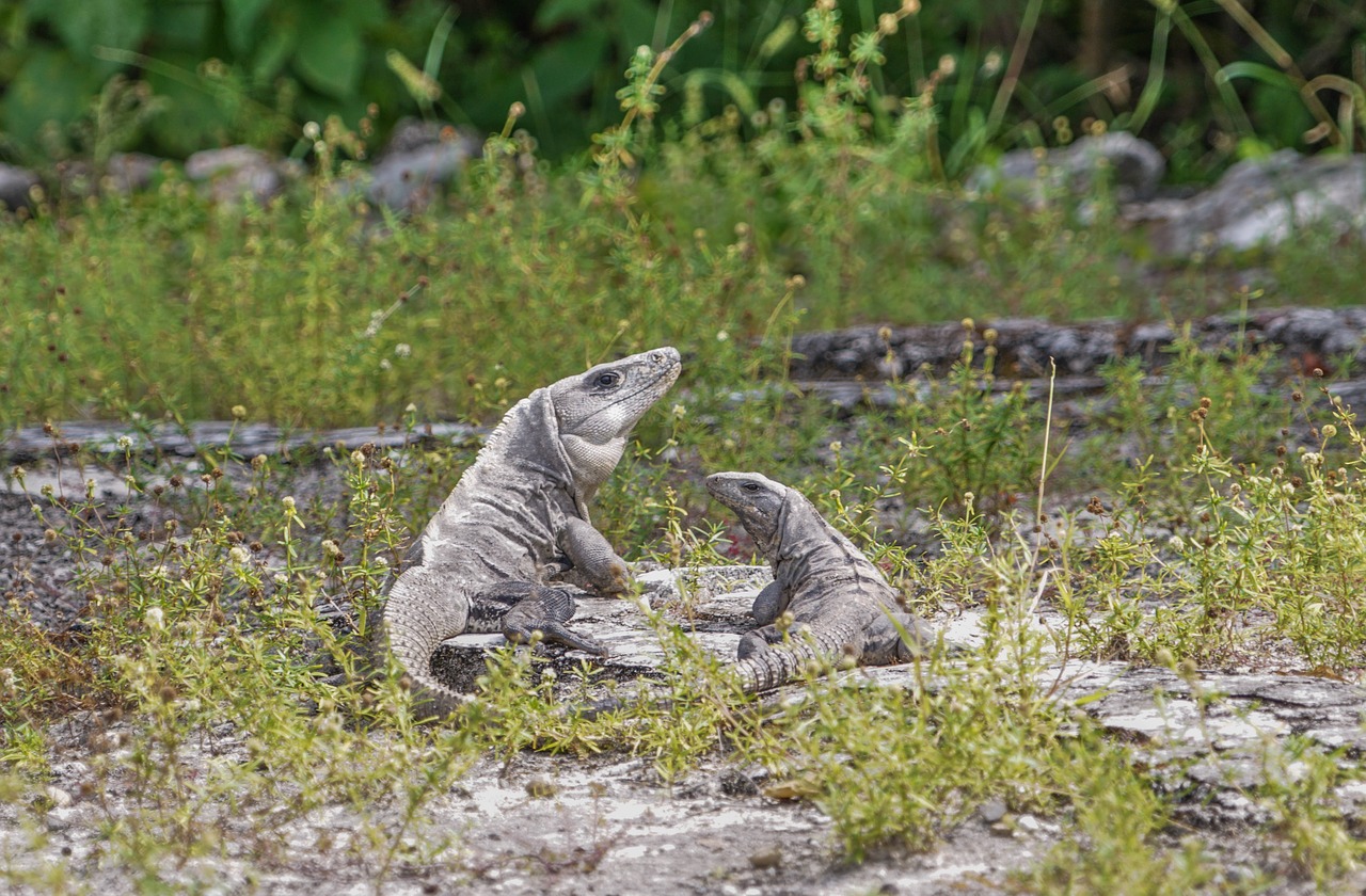 Iguanas, Driežai, Atogrąžų, Gamta, Ropliai, Laukinė Gamta, Egzotiškas, Lauke, Drakonas, Gyvūnas