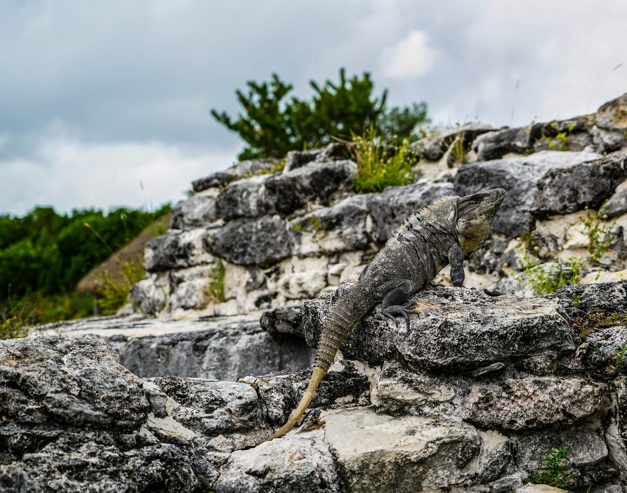 Iguanas, Driežai, El Rey, Meksikietiškos Griuvėsiai Tropiniai, Gamta, Ropliai, Laukinė Gamta, Egzotiškas, Lauke, Drakonas